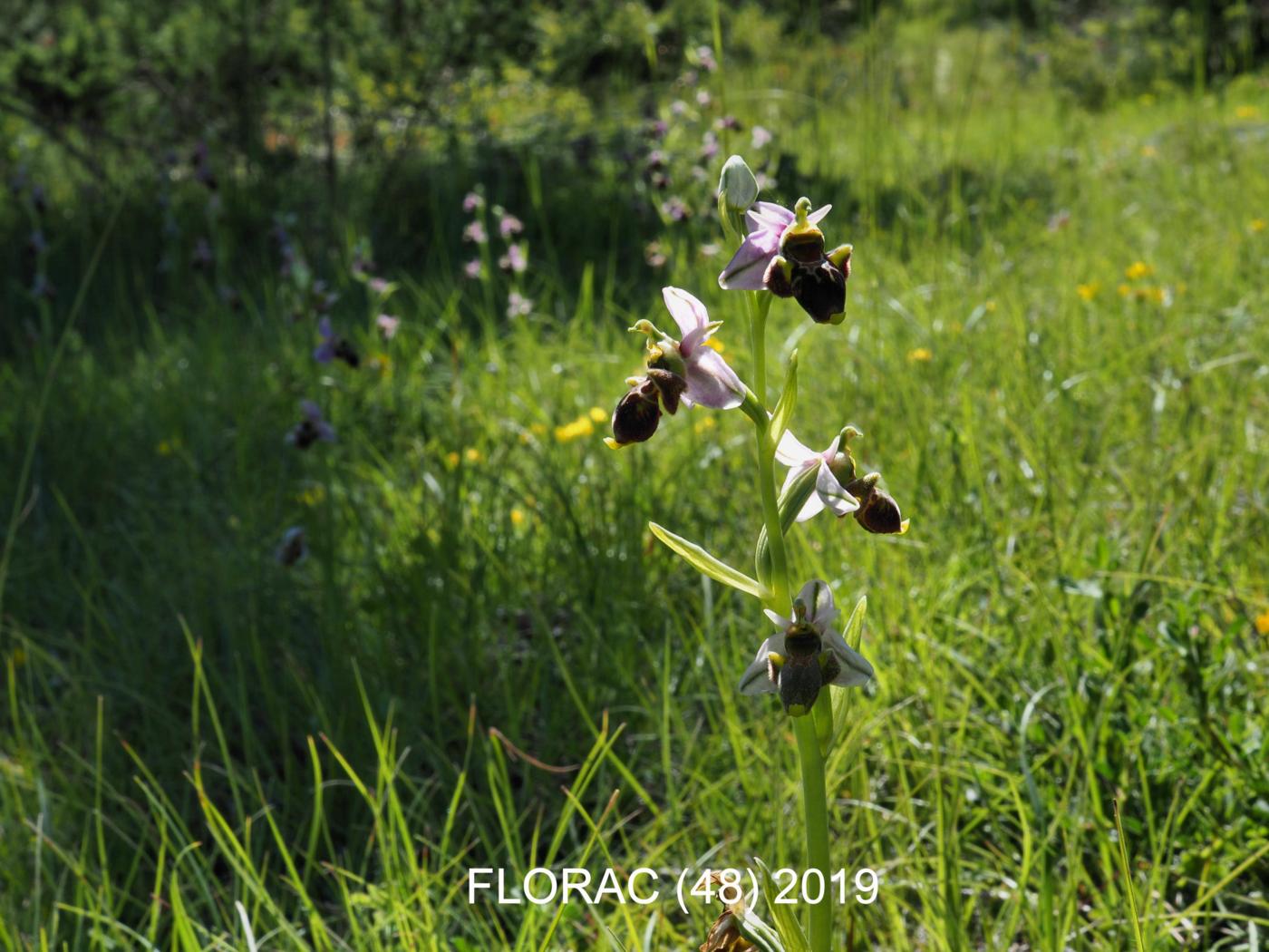 Orchid, Woodcock plant